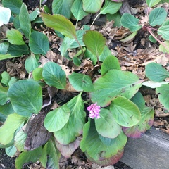 Bergenia crassifolia