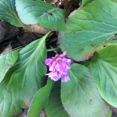 Bergenia crassifolia