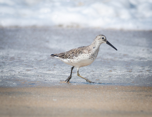 Correlimos grande (Calidris tenuirostris)