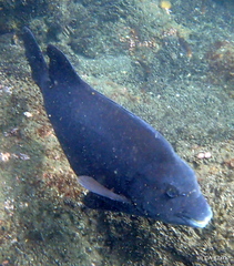 Oplegnathus insignis