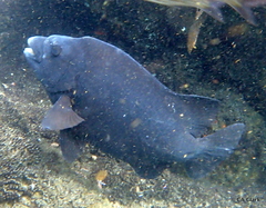 Oplegnathus insignis