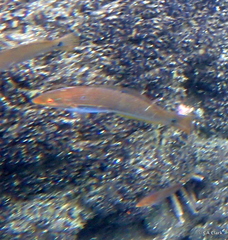 Halichoeres dispilus