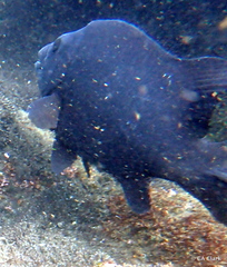 Oplegnathus insignis