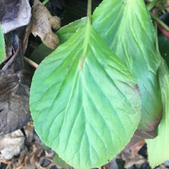 Bergenia crassifolia