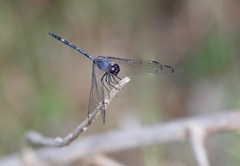 Dythemis nigrescens