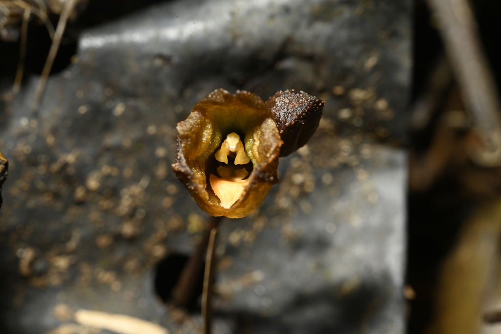 Gastrodia leoui