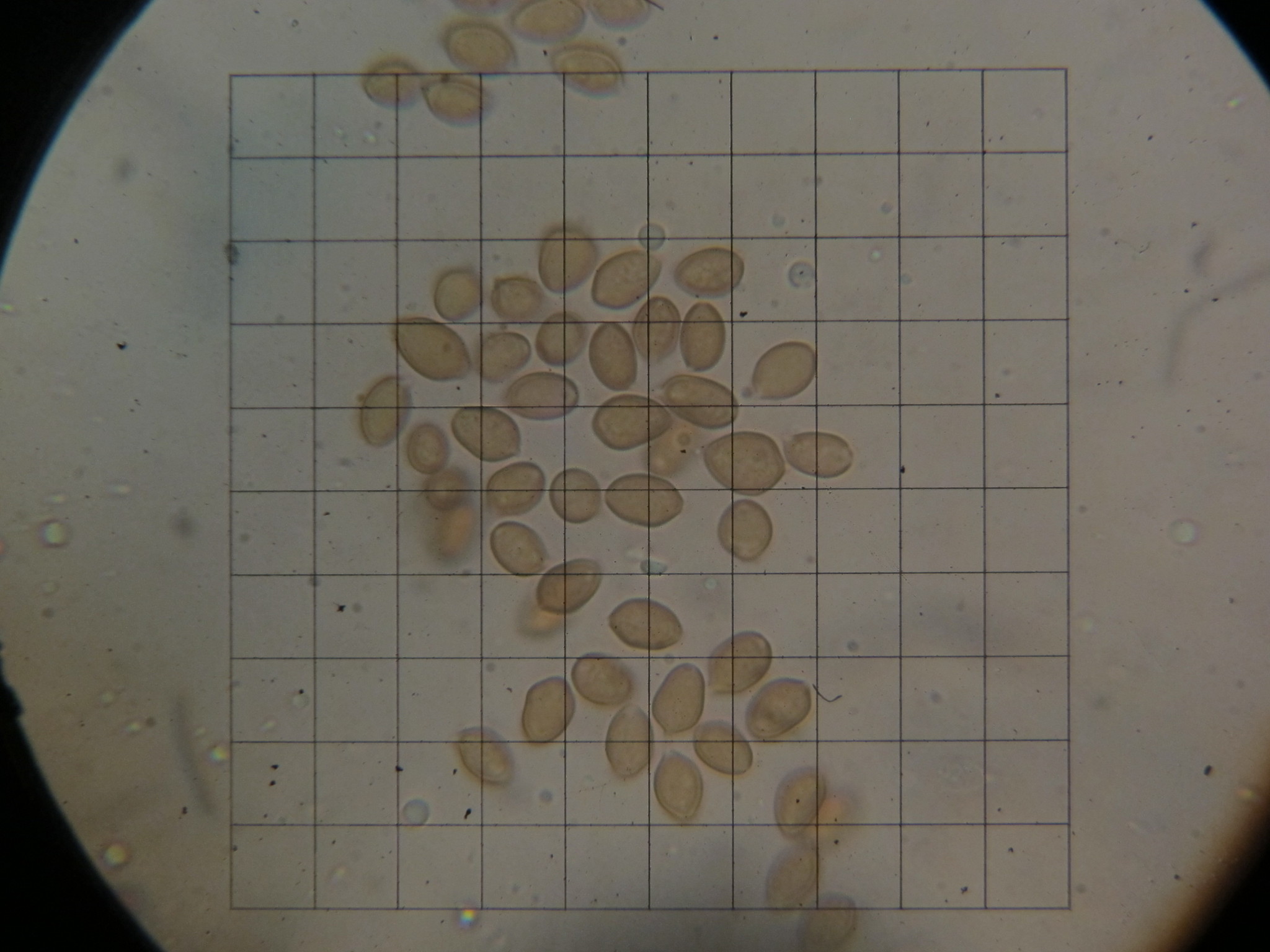Psilocybe ovoideocystidiata image