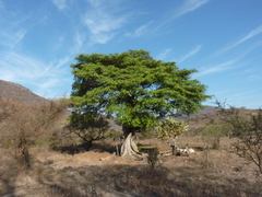 Ficus cotinifolia