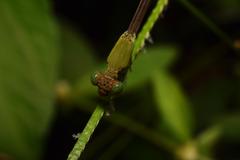 Ceriagrion olivaceum