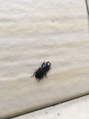 Aegus chelifer nitidus