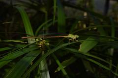 Ceriagrion olivaceum