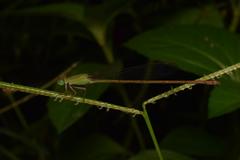 Ceriagrion olivaceum