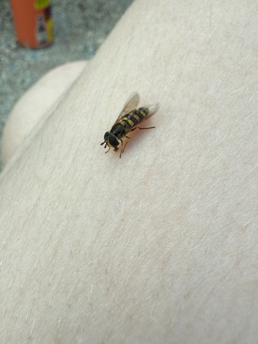 Unknown species found near Rock County, US-WI, US