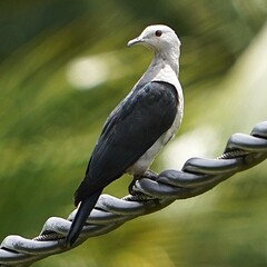 Nicobar Imperial-Pigeon photo 3