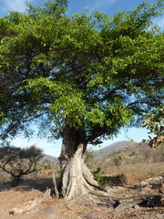 Ficus cotinifolia