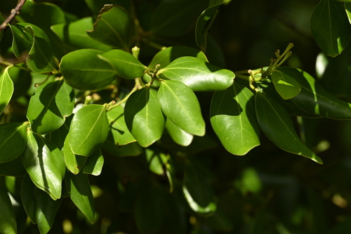 Cinnamomum reticulatum, photograph 1