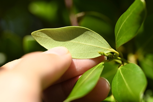 Cinnamomum reticulatum, photograph 2