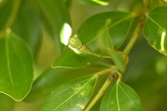 Cinnamomum reticulatum, photograph (c) 曾昱承 Yu-Cheng Zeng, some rights reserved (CC BY)