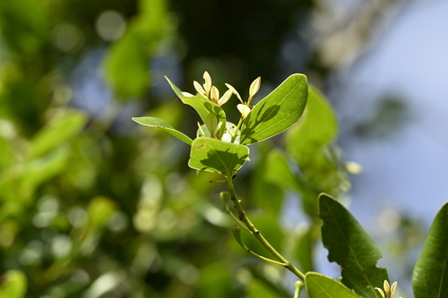 Cinnamomum reticulatum