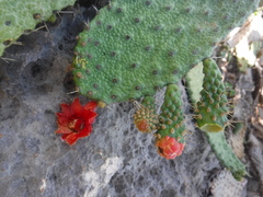 Consolea moniliformis