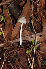 Coprinopsis marcescibilis image