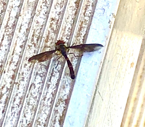 Unknown species found near Hillcrest St, Clinton, TN, US