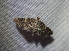Anageshna