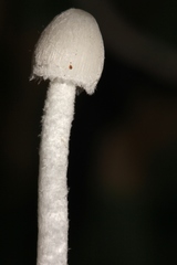 Coprinopsis marcescibilis image