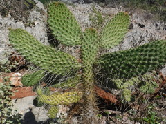 Consolea moniliformis