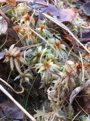 Sphagnum magellanicum