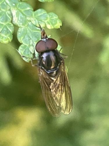 Unknown species found near Olbrich Botanical Gardens, Madison, WI, US