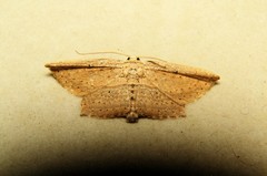Phalacra