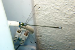 Lestes elatus