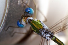 Lestes elatus