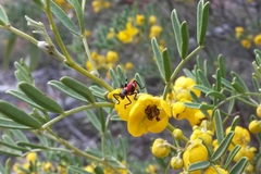 Metholce nigritarsis