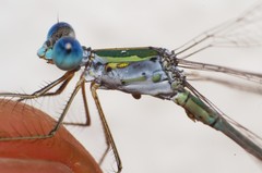 Lestes elatus