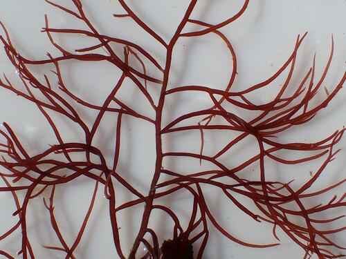 Gracilaria armata