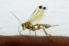 Echthromorpha agrestoria notulatoria