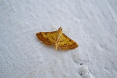 Ischnurges luteomarginalis