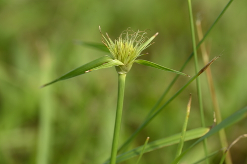 Red-spike beaksedge (Rhynchospora rubra)