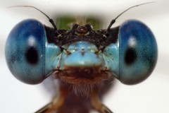 Lestes elatus