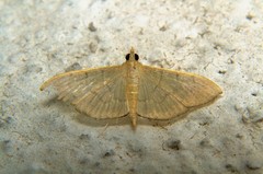 Crambidae
