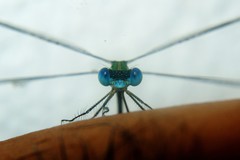 Lestes elatus