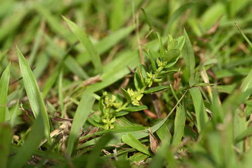 Polygala polifolia iNat (3)