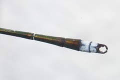 Lestes elatus