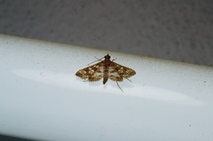 Sameodes cancellalis