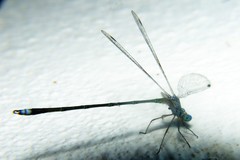 Lestes elatus