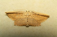 Phalacra
