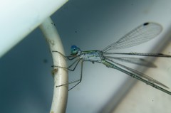 Lestes elatus