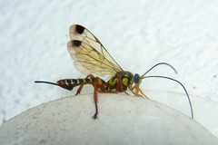 Echthromorpha agrestoria notulatoria